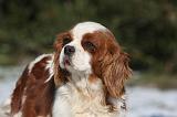 CAVALIER KING CHARLES 548